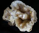 Agatized Fossil Coral Geode - Florida #30698-2